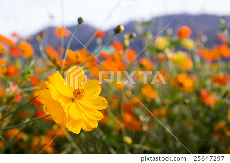 Close up orange cosmos flower 25647297