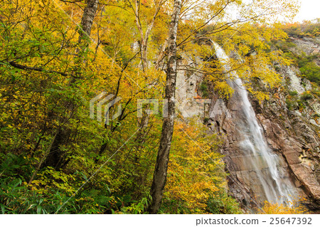 Yonago森林大秋葉葉子 25647392