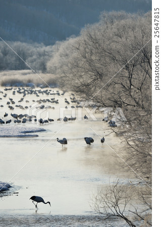 Caterpillar roost surrounded by tree ice 25647815