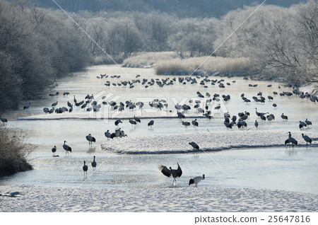 Caterpillar roost surrounded by tree ice 25647816