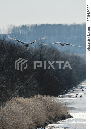 Cranes crawling from the roost 25648051
