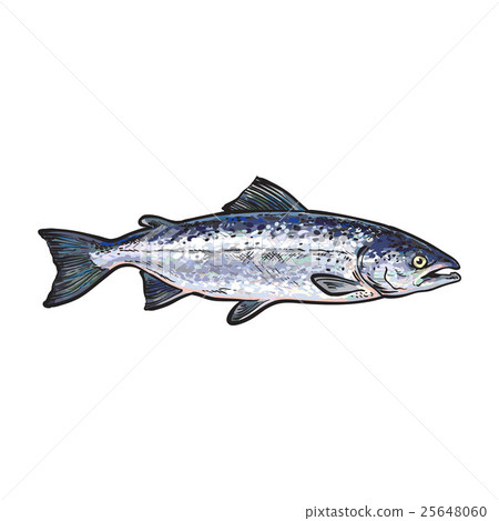 Hand drawn norvegian salmon, sketch style vector Hand drawn norvegian salmon, sketch style vector 25648060