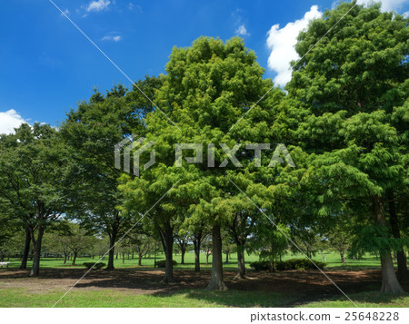  Summer sky and park 25648228