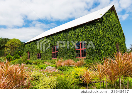 green ivy leaves on luxury house 25648457