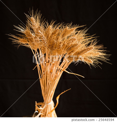 barley barley 25648594