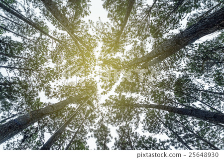 Bo kaeo pine tree garden, Chiang Mai, Thailand Bo kaeo pine tree garden, Chiang Mai, Thailand 25648930