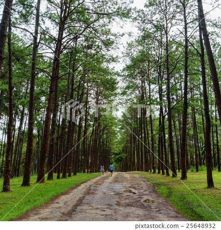 Bo kaeo pine tree garden, Chiang Mai, Thailand 25648932
