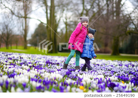 Two little sisters picking crocus flowers on beautiful blooming crocus meadow 25649190