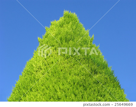 Thuja on clear blue sky 25649669