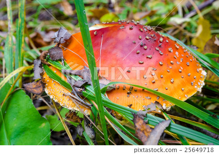 In The Autumn Forest 25649718