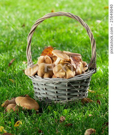 Autumn mushrooms Autumn mushrooms 25649840