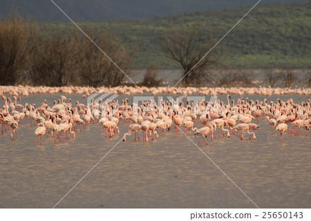 Flamingo horde of Lake Kenya Bogoria in Lake Bogoria, Kenya Flamingo horde of Lake Kenya Bogoria in Lake Bogoria, Kenya 25650143