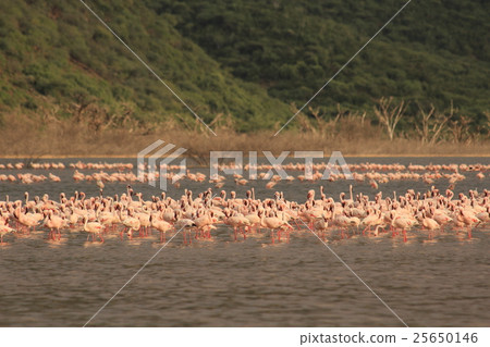 Flamingo horde of Lake Kenya Bogoria in Lake Bogoria, Kenya 25650146