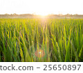 paddy field, rice field, Rice Paddy 25650897