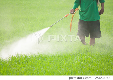 farmer spraying pesticide in the rice field 25650958