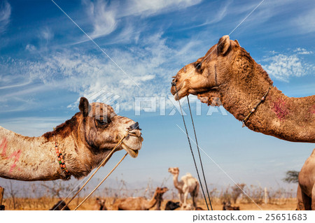 Camels at Pushkar Mela (Pushkar Camel Fair Camels at Pushkar Mela (Pushkar Camel Fair 25651683