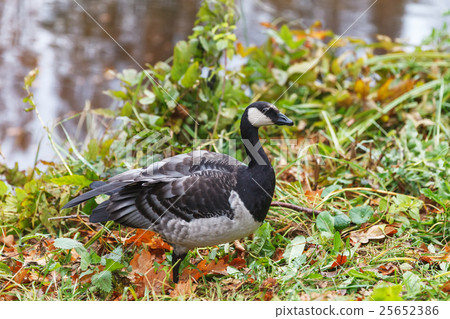 Bird - Canada goose 25652386