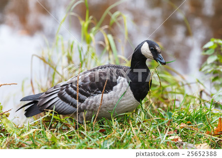 Bird - Canada goose Bird - Canada goose 25652388