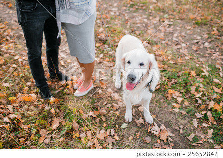Autumn portrait of white retriever groun-up lying Autumn portrait of white retriever groun-up lying 25652842