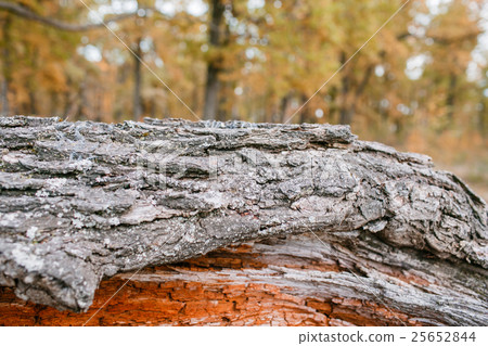 Old rough wood texture. Wooden .  background. Tree 25652844