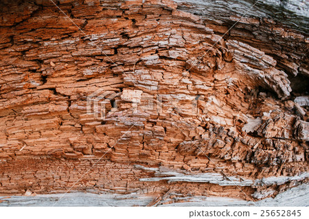 Old rough wood texture. Wooden . background. Tree 25652845