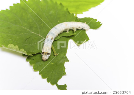 Observation of silkworm Observation of silkworm 25653704