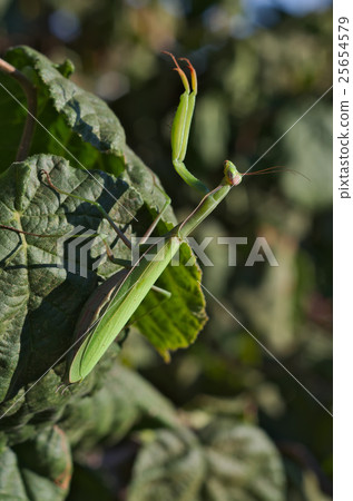 European or praying mantis (Mantis religiosa) European or praying mantis (Mantis religiosa) 25654579
