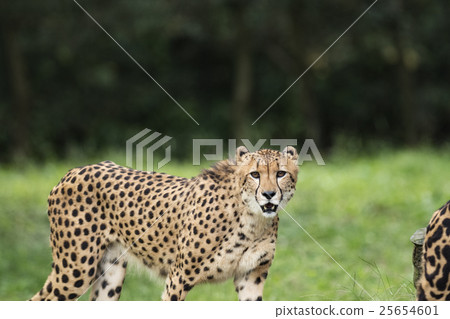  Cheetah 25654601