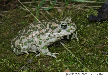 European green toad (Bufotes viridis) European green toad (Bufotes viridis) 25654620