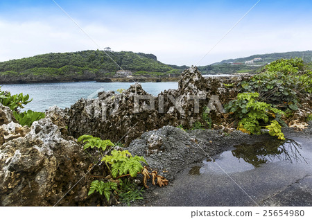 Im Gy marine garden 25654980