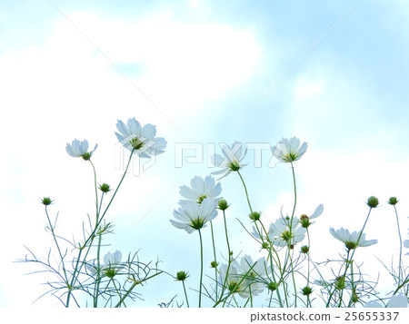 The cosmos season has come. Many flowers are overflowing. it's beautiful. The cosmos season has come. Many flowers are overflowing. it's beautiful. 25655337
