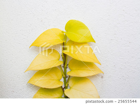 Ornamental plants 25655544