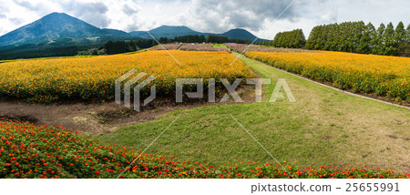 秋天櫻花盛開的小山生駒高原 25655991