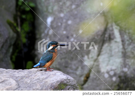 翠鳥 翠鳥 25656077