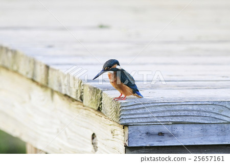 翠鳥 翠鳥 25657161