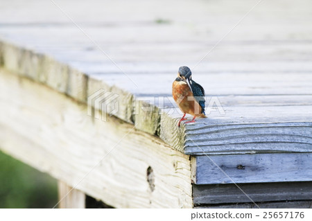 翠鳥 翠鳥 25657176