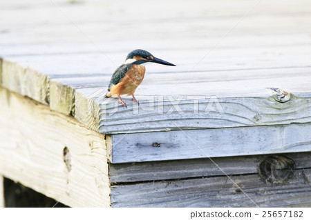 翠鳥 翠鳥 25657182