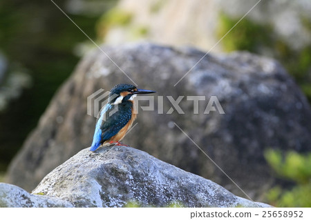 Kingfisher Kingfisher 25658952