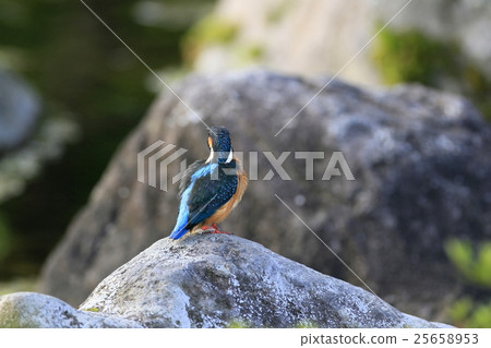 Kingfisher Kingfisher 25658953