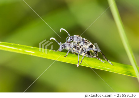 little insect mating on green leaf 25659130