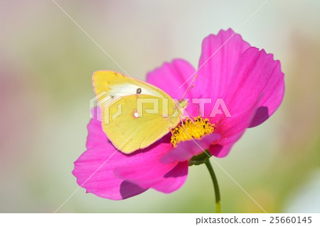 猴子和宇宙 25660145