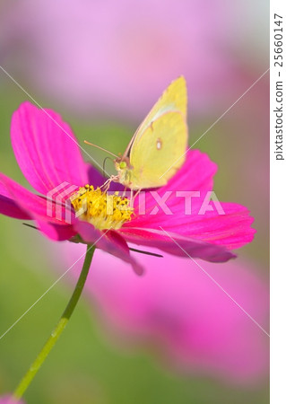 猴子和宇宙 25660147