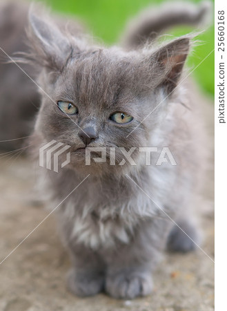 cat close up cat close up 25660168