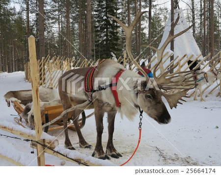 reindeer  25664174