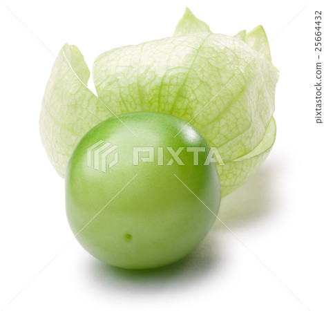 Tomatillo (Physalis philadelphica), paths Tomatillo (Physalis philadelphica), paths 25664432