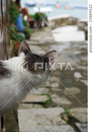 海邊的貓 25664522