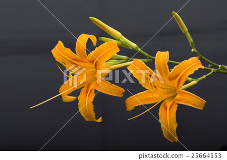 Quercus sinensis Quercus sinensis 25664553