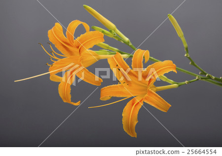 中華櫟（Quercus sinensis） 25664554