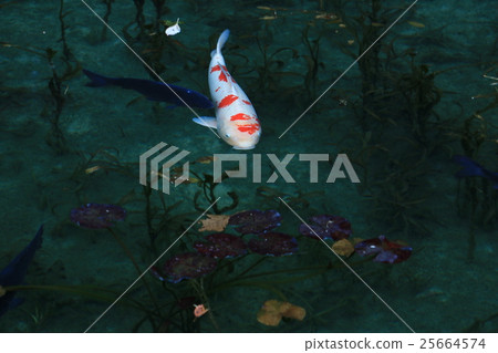 猴子的池塘鯉魚 猴子的池塘鯉魚 25664574
