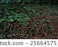 Autumn of the pond of Monument Board Monet 25664575
